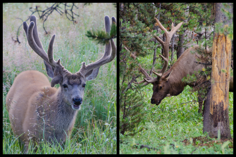 deer elk